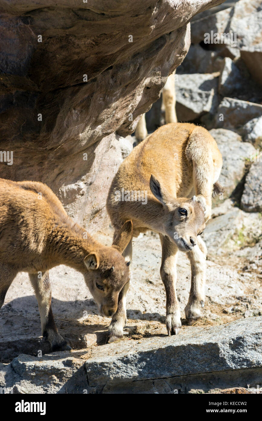 Das Kind des Ostens kaukasischen Tour spielt an den Felsen Stockfoto