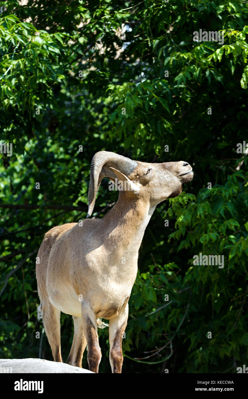 König der felsigen Berge des Kaukasus, ostasiatische Tur Stockfoto