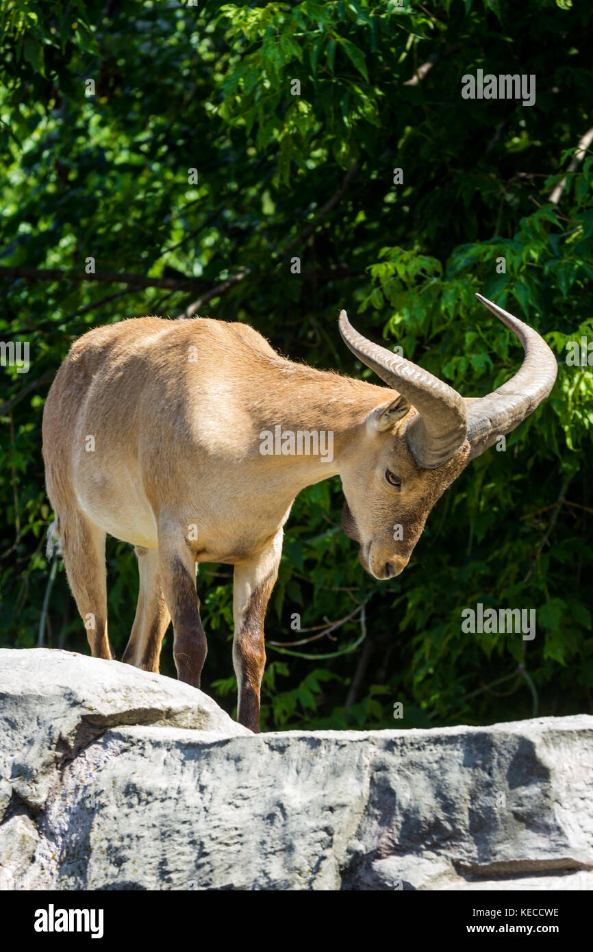 König der felsigen Berge des Kaukasus, ostasiatische Tur Stockfoto