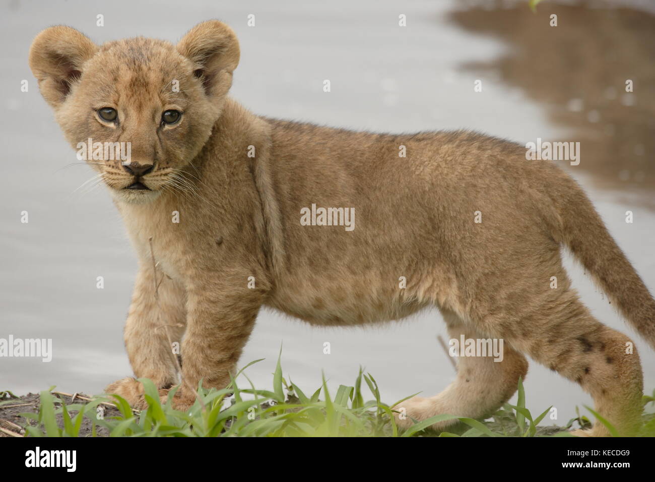 Chobe Lion Cub Stockfoto