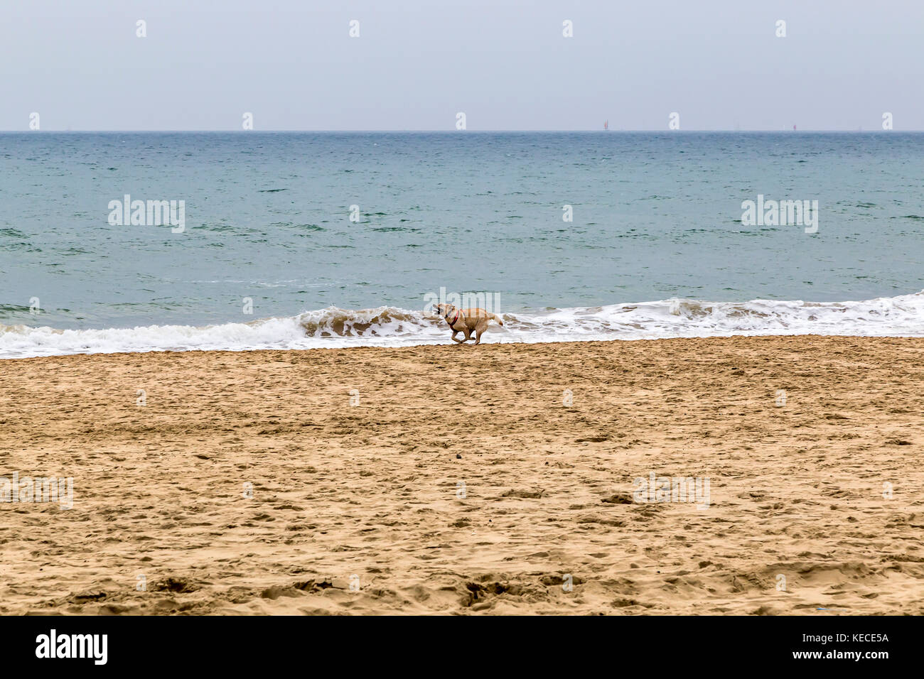 Hunde laufen gerne ENTLANG DER GEWÄSSER Flanke am Strand von Bournemouth Stockfoto