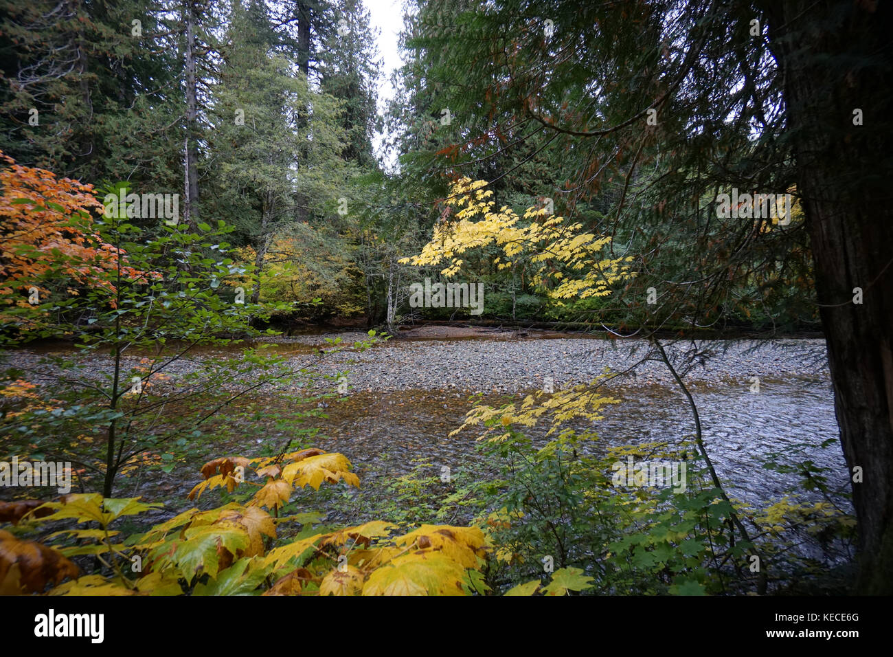 Die Ohanapecosh River fließt durch Mount Rainier National Park Stockfoto