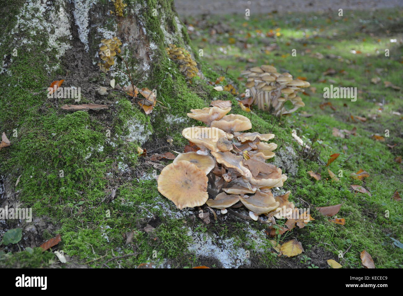 Gruppe von Pilzen in einem Baumstumpf im Wald Stockfoto