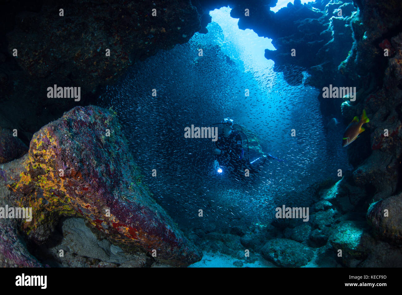 Ein Scuba Diver erforscht eine dunkle, underwater Cavern in Grand Cayman. viele Fische und Wirbellose Tiere mit dunklen Aussparungen Fleischfresser auf nahe gelegenen Riffen zu vermeiden. Stockfoto