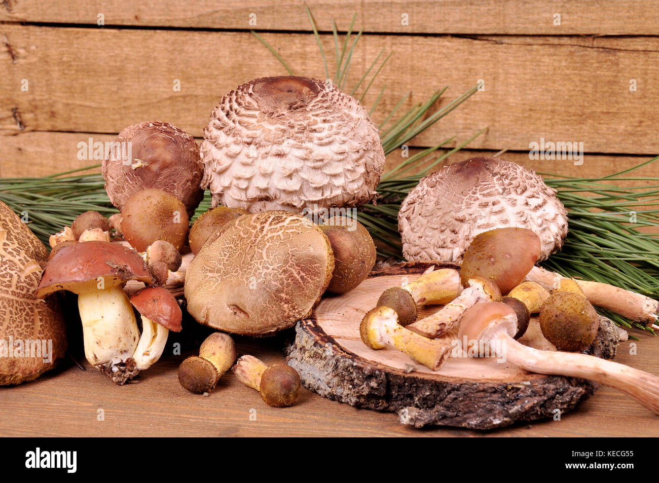 Wald Pilze in verschiedenen Sorten auf einem Holztisch Stockfoto