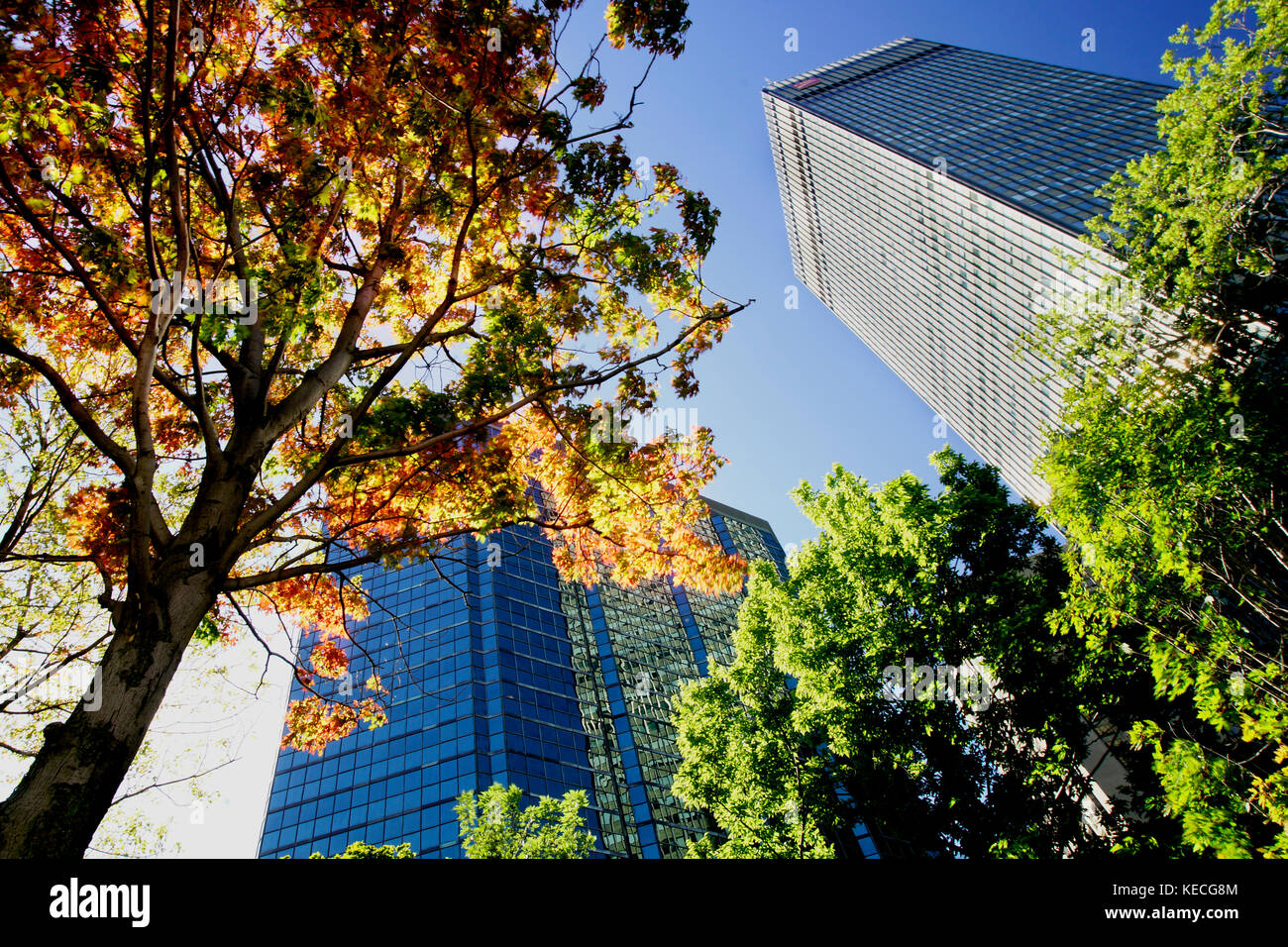 Montreal, Kanada, 1. Oktober, 2017. Bäume mit Farben des Herbstes in Montreal Downtown Core. Credit: mario Beauregard/alamy leben Nachrichten Stockfoto