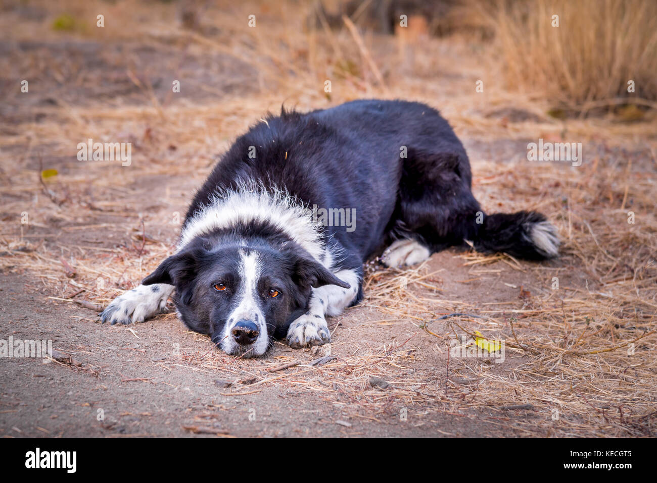 Um Collie liegend auf dem Boden warten auf Person zu haften Werfen Stockfoto