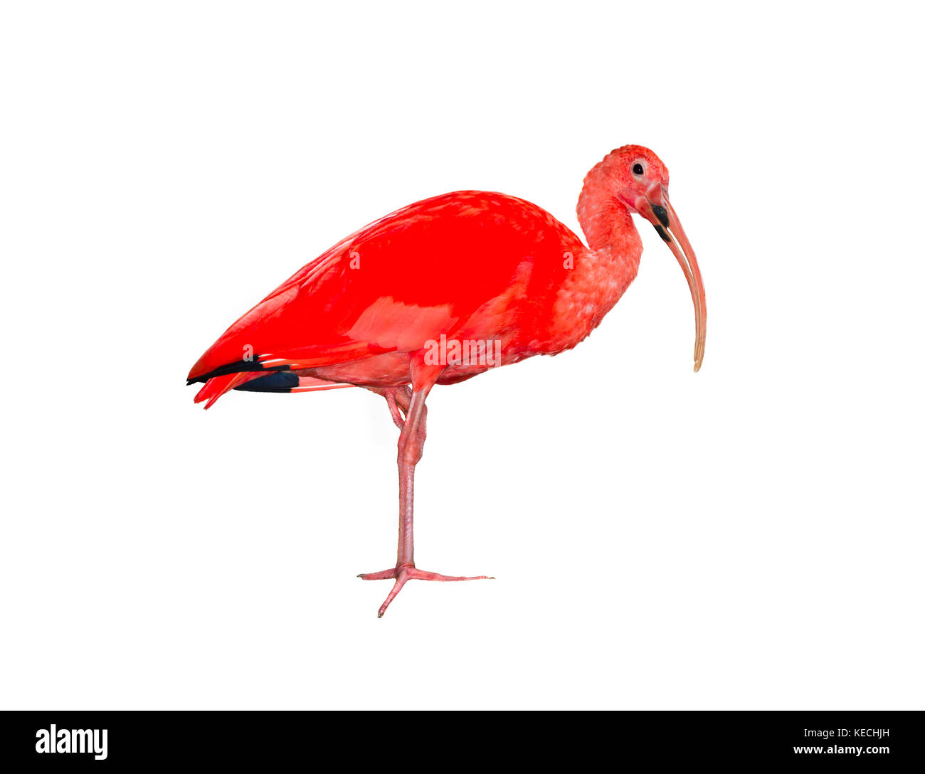 Scarlet Ibis (Eudocimus ruber) auf die weiße isoliert Stockfoto