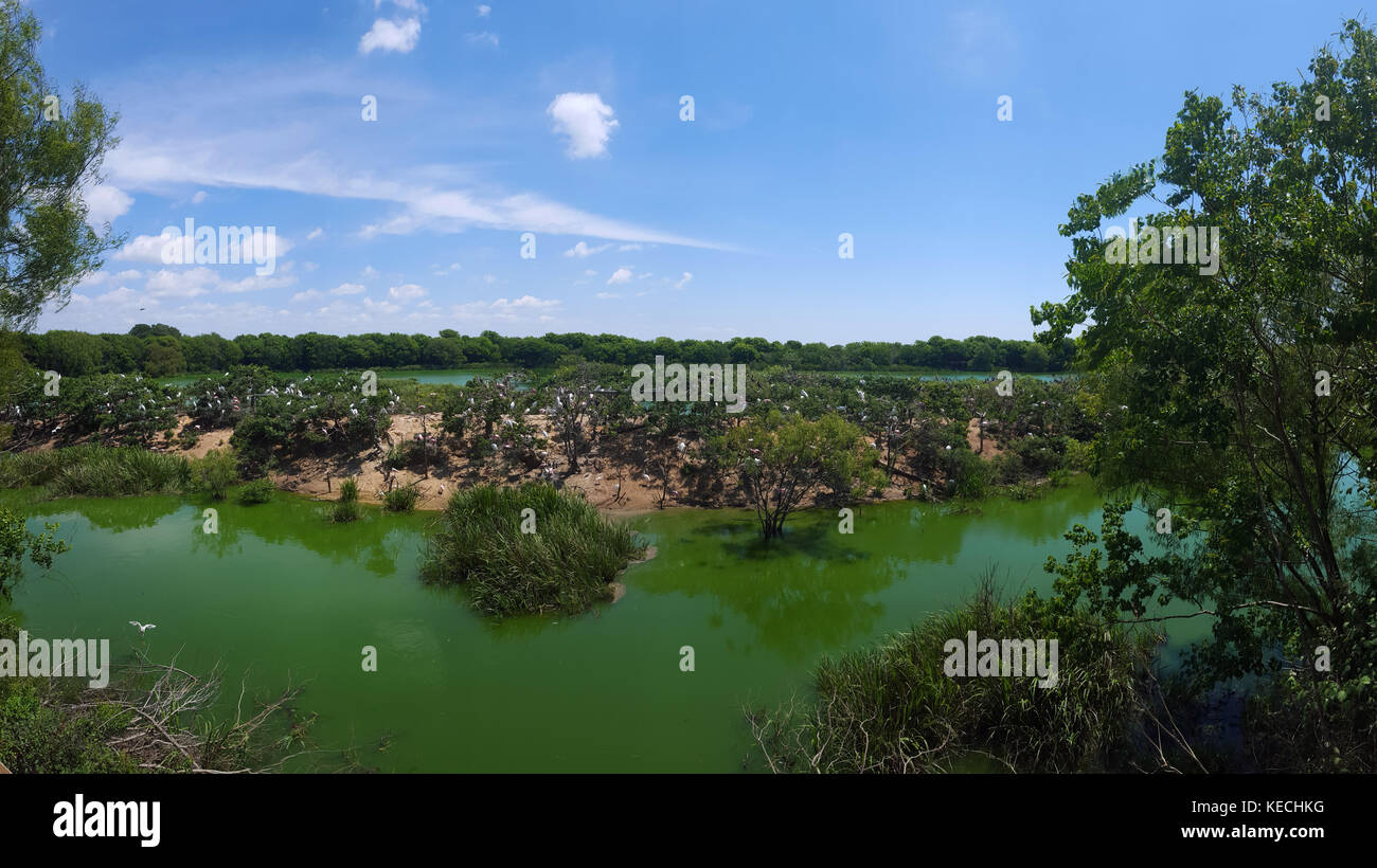 Hohe Insel Rookery, TX, USA Stockfoto