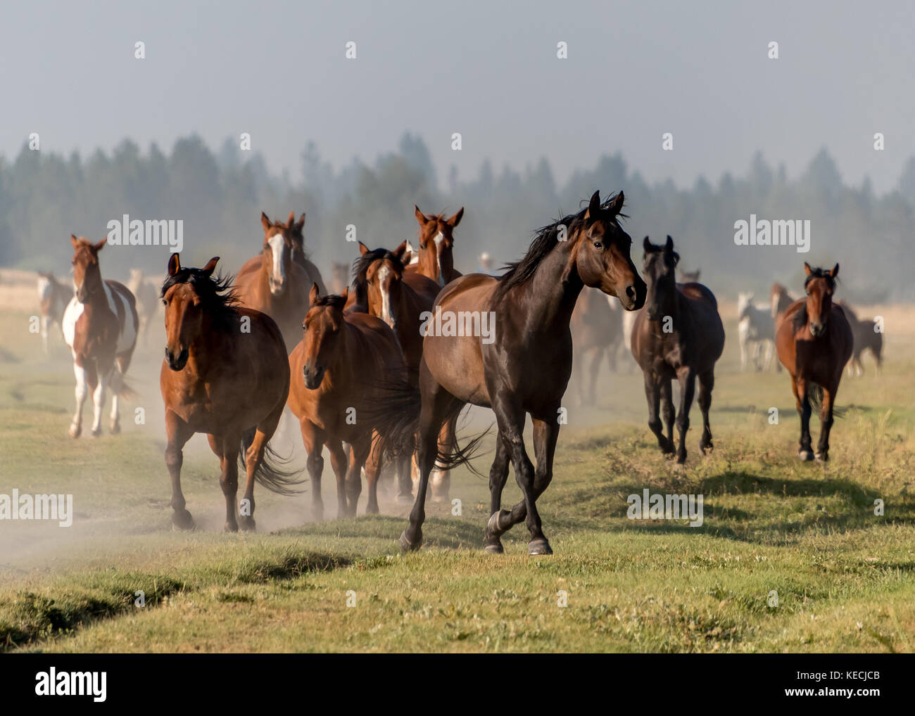 Pferde laufen über grünes Gras im Morgenlicht in den westlichen USA, Quarter Horses, Paint. Stockfoto