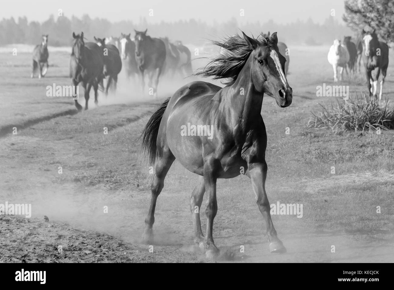 Einem ungezügelten amerikanischen Pferd läuft vor der Herde in den amerikanischen Westen, Mähne dahinter fliegen, ein schwarz-weiß Foto von Pferde Stockfoto