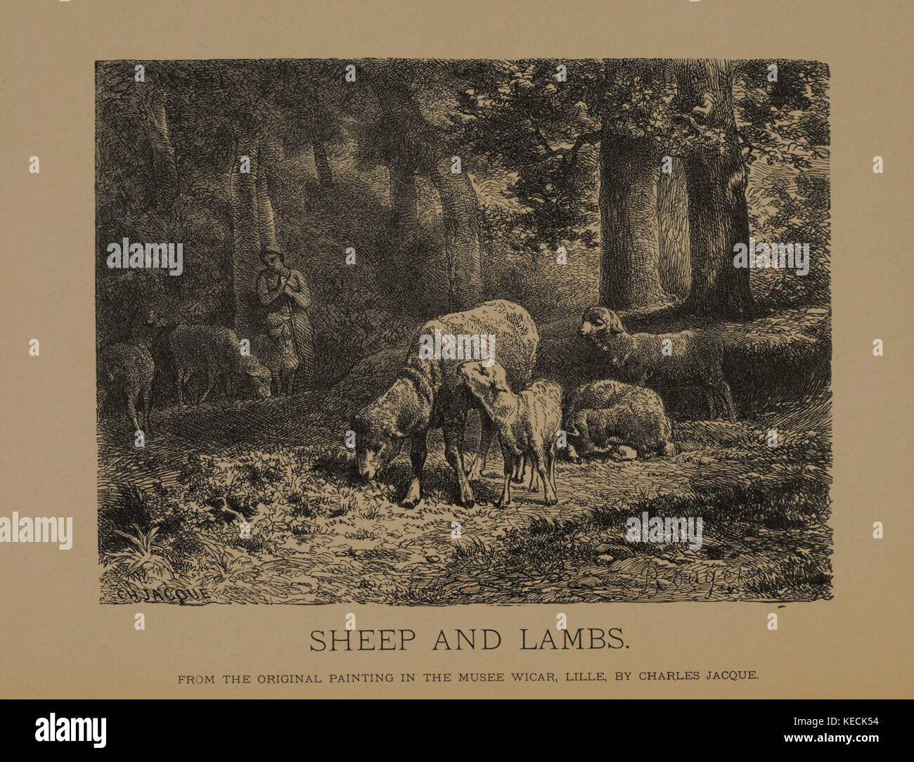 Schafe und Lämmer, Holzschnitt Kupferstich aus der ursprünglichen Gemälde von Charles Jacque, die Meisterwerke der französischen Kunst von Louis Viardot, von Tiefdruck goupil et Cie, Paris, 1882, gebbie & Co., Philadelphia, 1883 veröffentlicht. Stockfoto