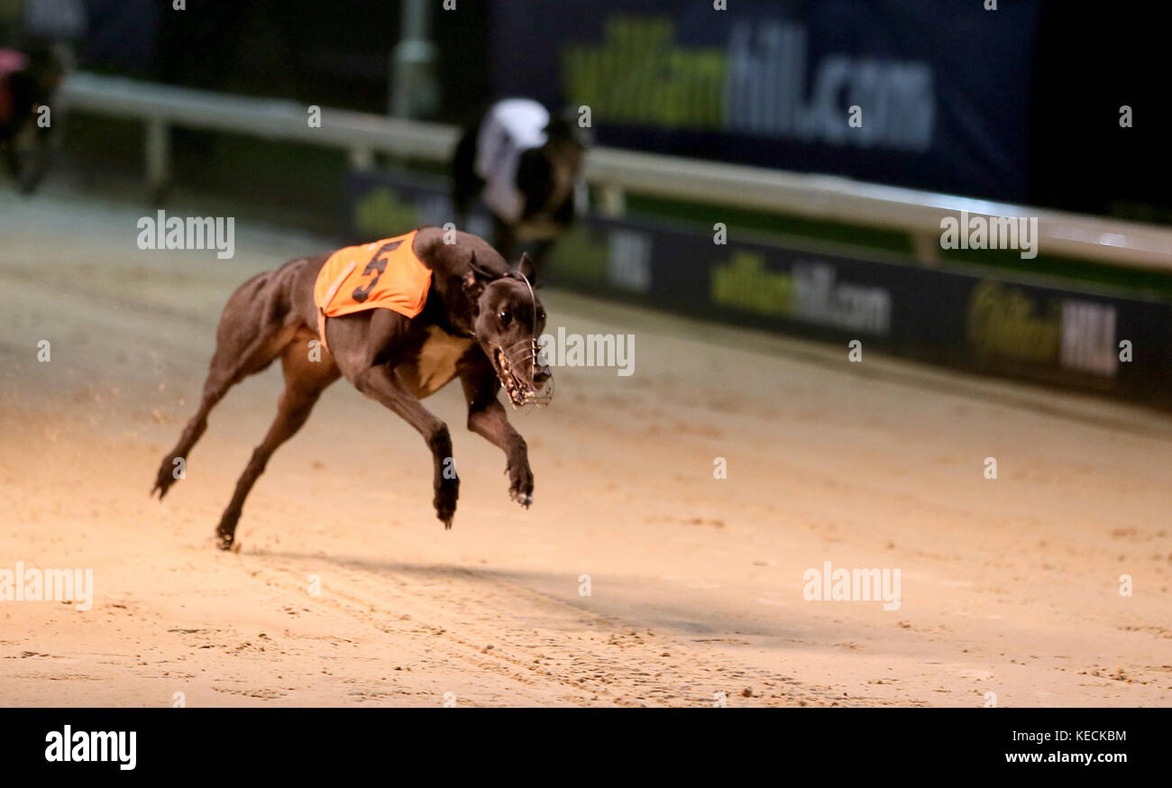 Geelo Monty gewinnt das Sky Sports Arena Race Five während des William Hill All England Cup Festivals im Newcastle Greyhound Stadium. DRÜCKEN Sie VERBANDSFOTO. Bilddatum: Donnerstag, 19. Oktober 2017. Bildnachweis sollte lauten: Richard Sellers/PA Wire Stockfoto