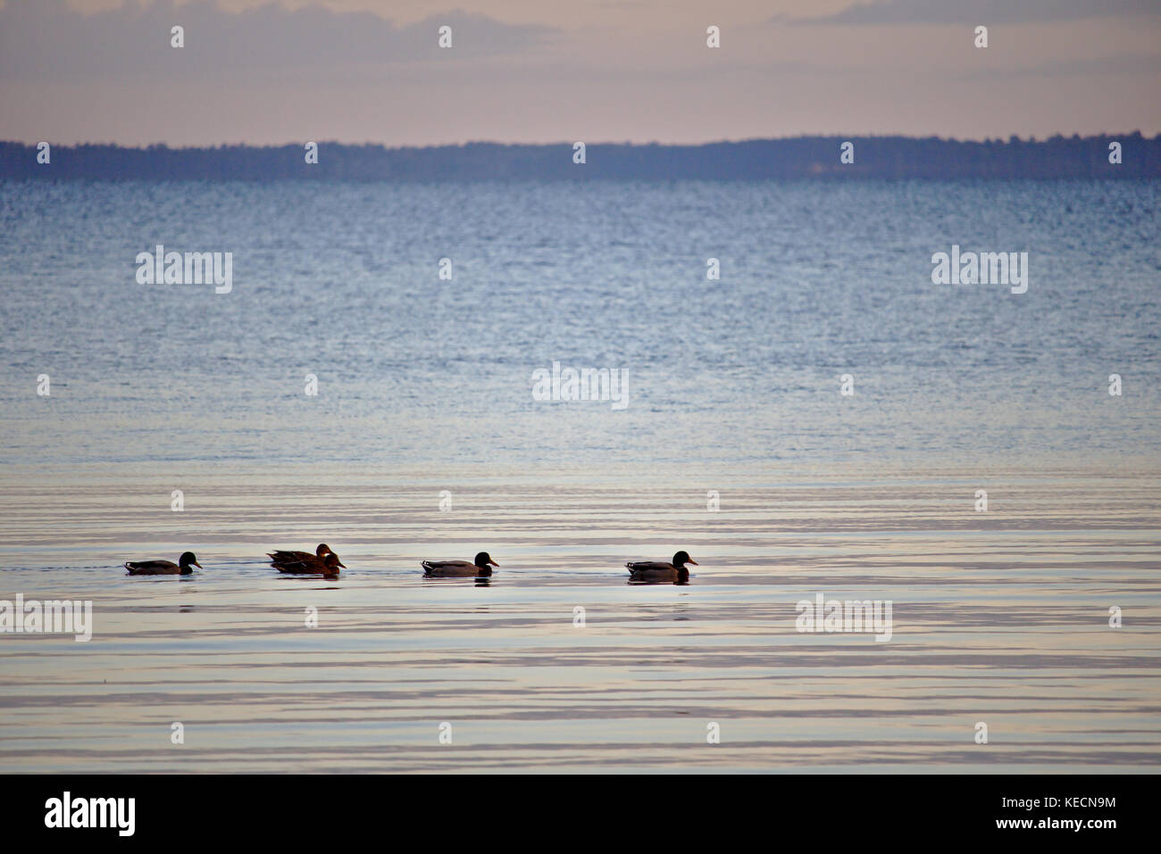 Fünf Enten schwimmen in einer Reihe am frühen Morgen Licht mit fernen Horizont im Hintergrund Stockfoto