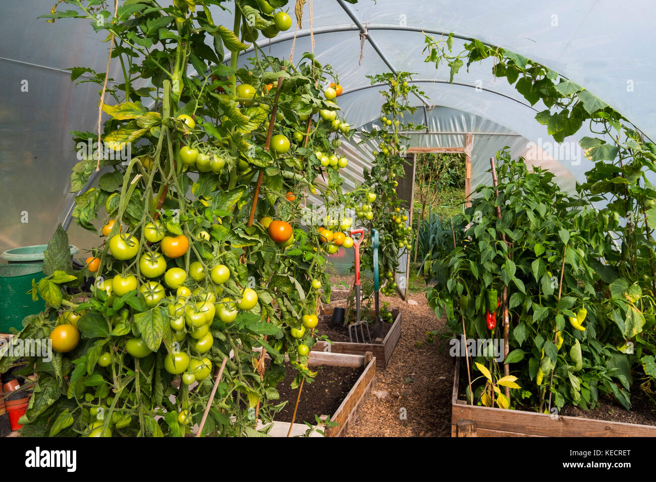 Bio Tomaten wachsen in einem polytunnel in Shropshire, England, Großbritannien Stockfoto
