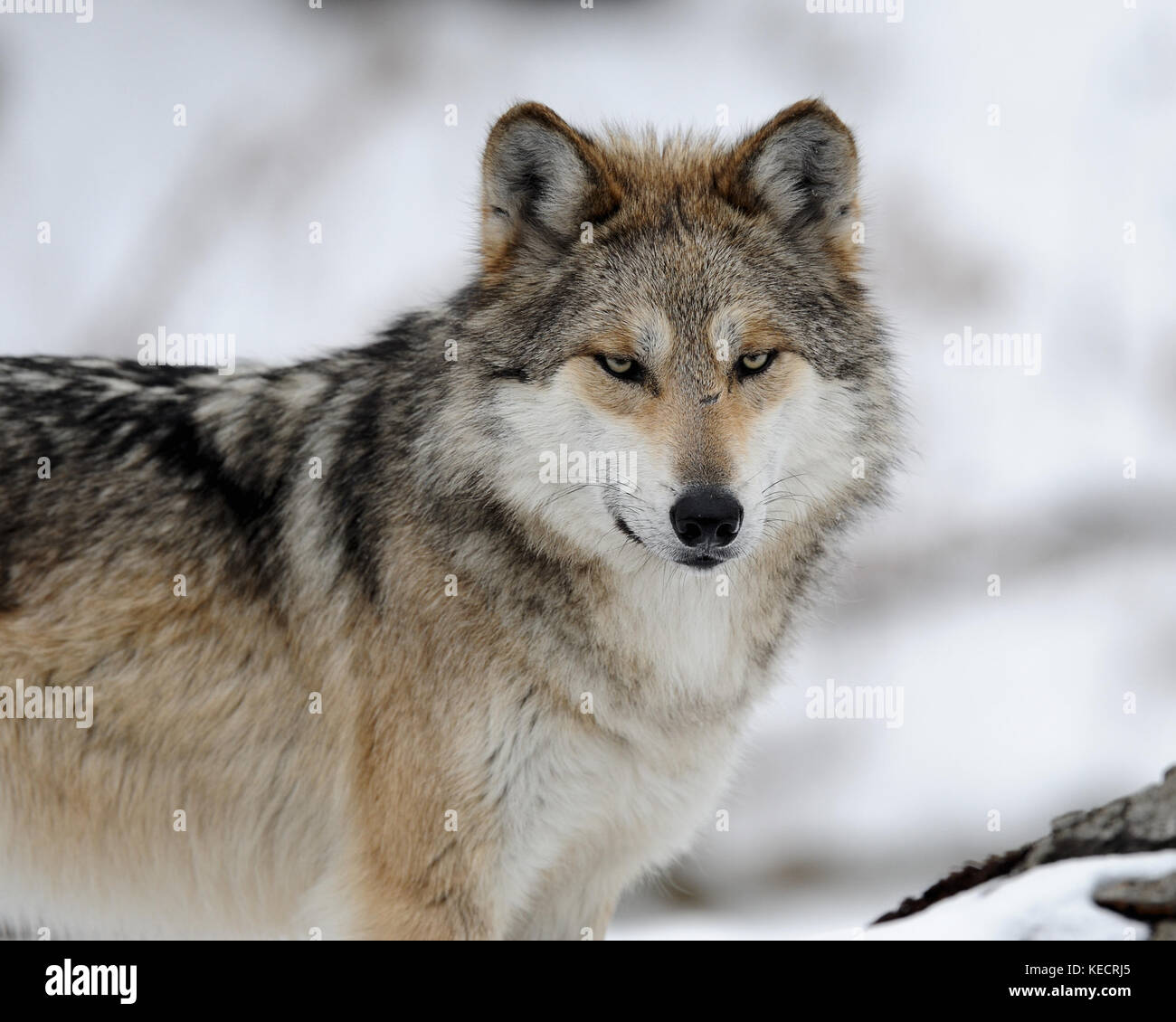 Mexikanische grauer Wolf (Canis lupus) im Winter Stockfoto