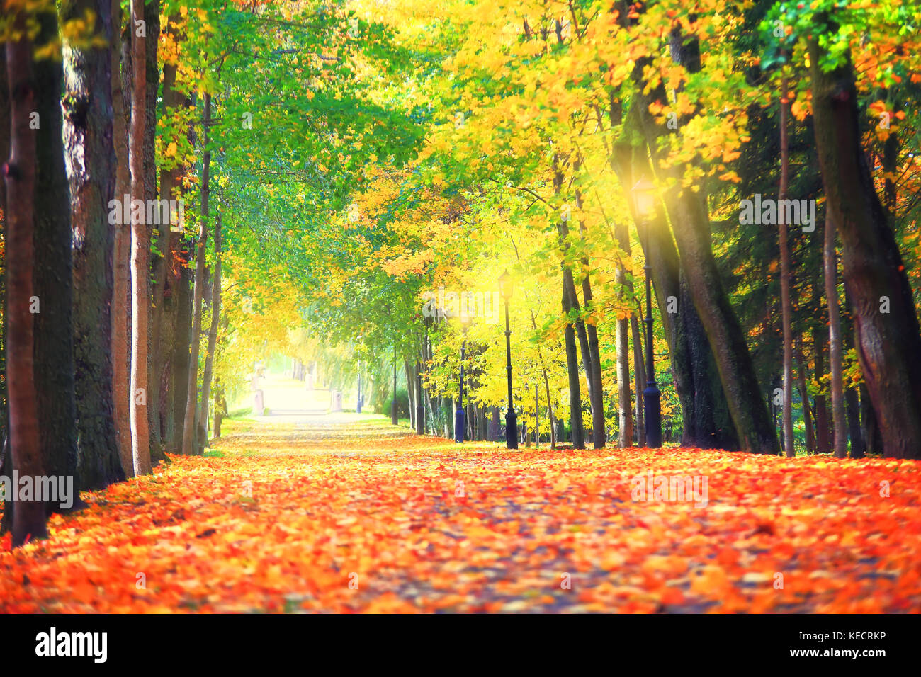 Herbst Stadt Natur. farbenfrohe Park mit roten und gelben Bäume im Sonnenlicht. Herbst Hintergrund. Stockfoto