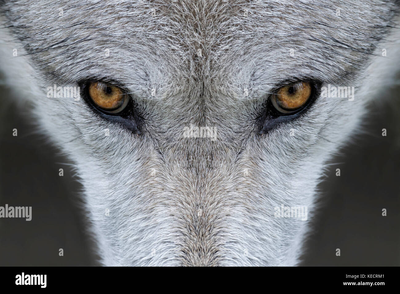 Detailansicht der Augen eines grauen Wolf Stockfoto