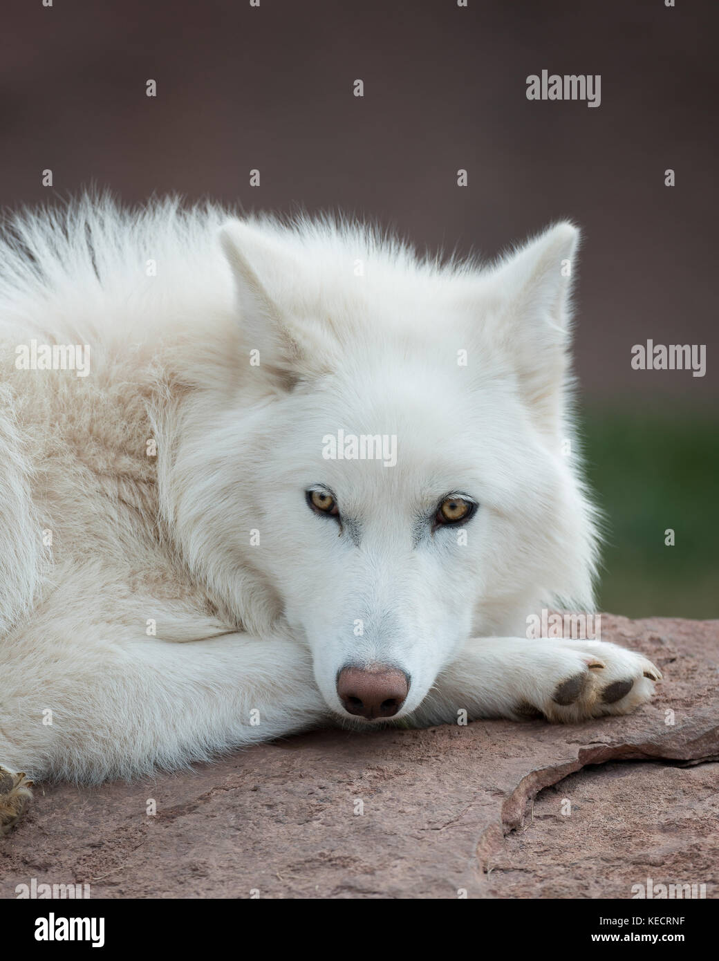 Polarwolf (Canis Lupus Arctos) Stockfoto