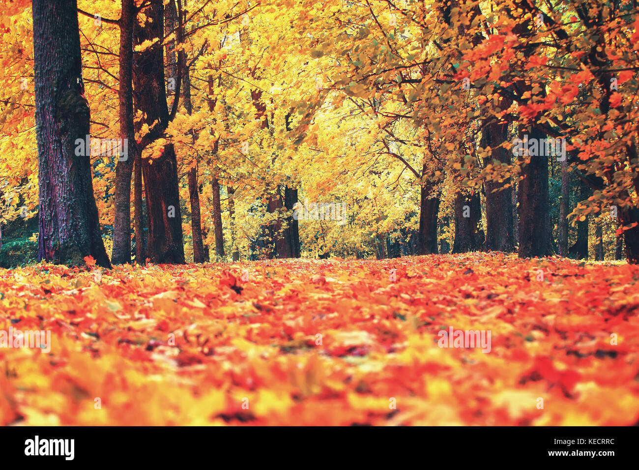 Herbst Herbst Szene. schönen Herbsttag im Park. Gefallen rote Blätter auf dem Boden. Bäume mit roten und gelben Laub entlang Park Weg durch Herbst lea abgedeckt Stockfoto