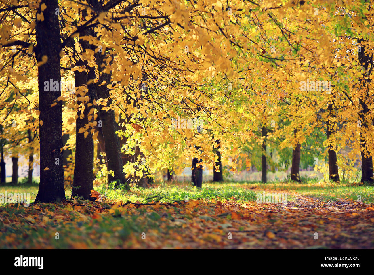 Herbsttag im Park. Sonne scheint durch gelbe Blätter auf den Bäumen. fallen. Stockfoto