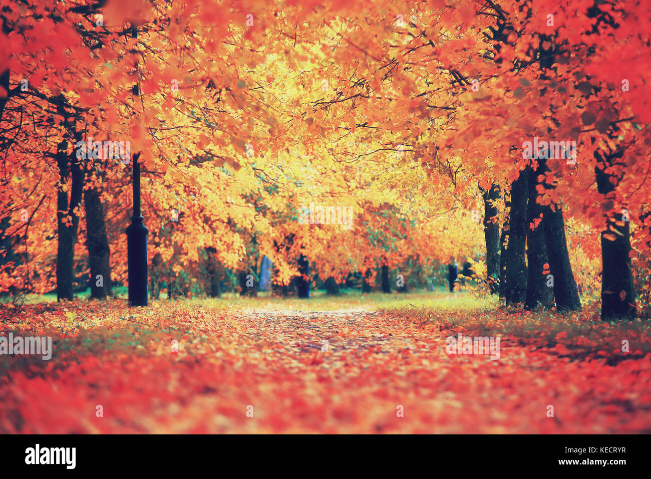 Herbstlich bunte Szene. Herbst Natur im Wald Bäume mit roten Laub im Park. Wunderschöne herbstliche Weg. Stockfoto