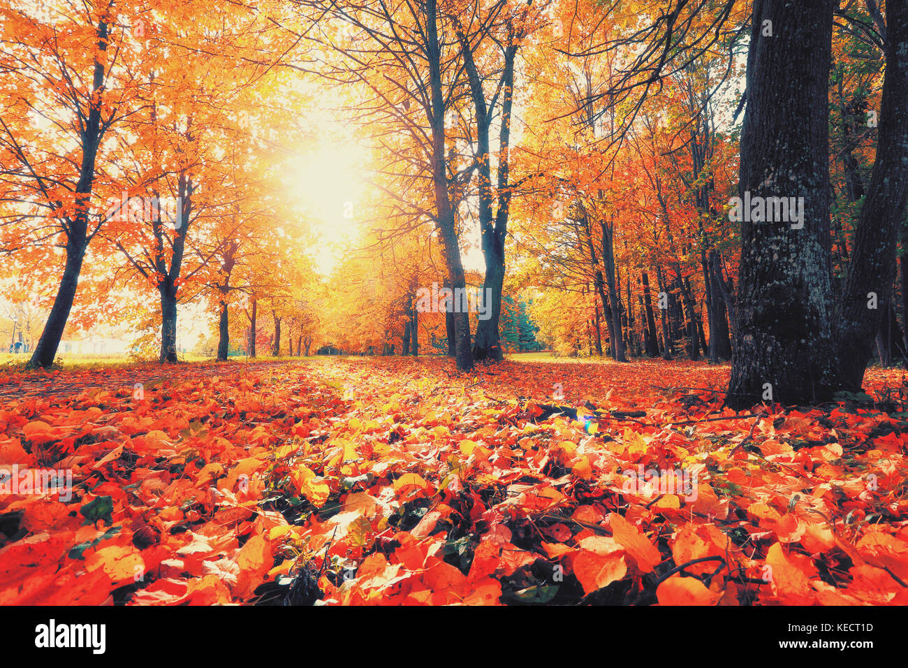 Herbst morgen Landschaft. Rote und gelbe Blätter im Park. Herbst Sonnenaufgang im Wald. Stockfoto
