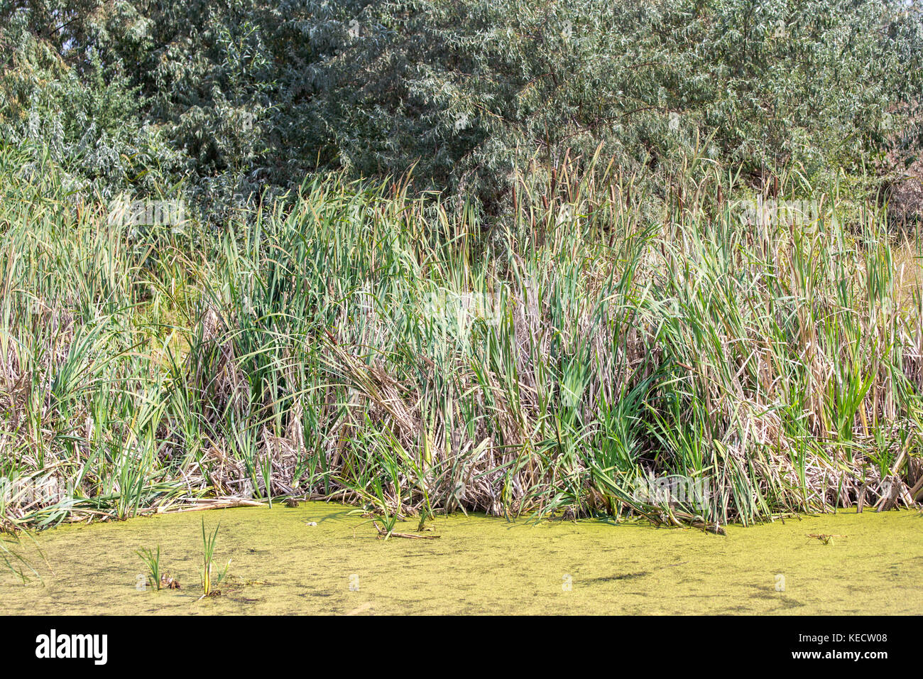 Kleinen, flachen Teich mit grünen Wasserlinsen alle über der Oberfläche und Rohrkolben mit Wald im Hintergrund. Stockfoto