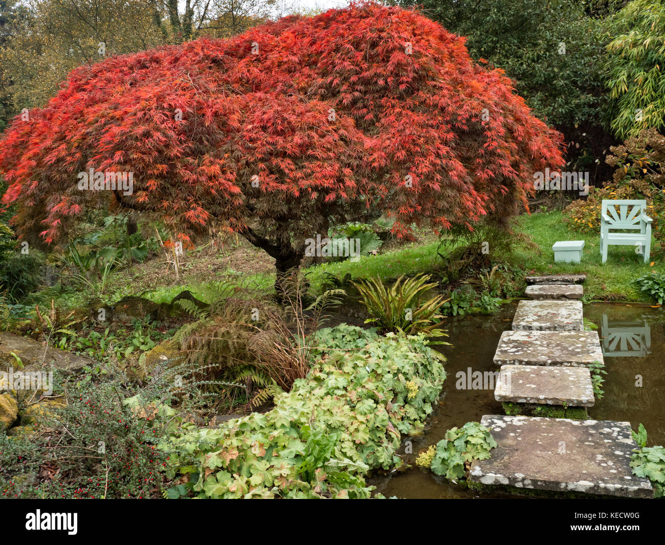 Acer Baum in einem Garten in autunm Stockfoto