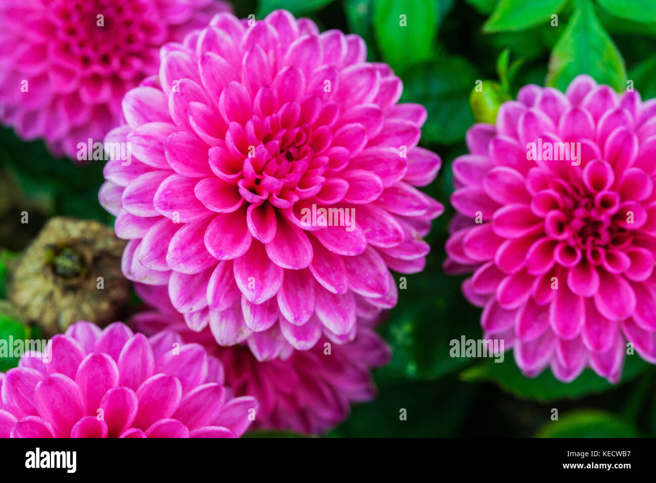 Rosa Dahlie 'Pegasus' Blumen in voller Blüte Stockfoto