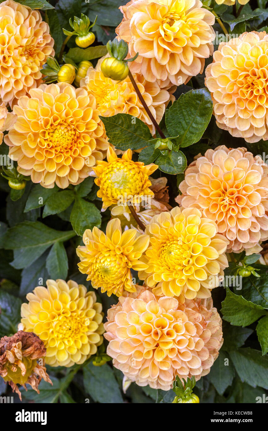 Rosa Dahlie 'Fuga' Blumen in voller Blüte Stockfoto