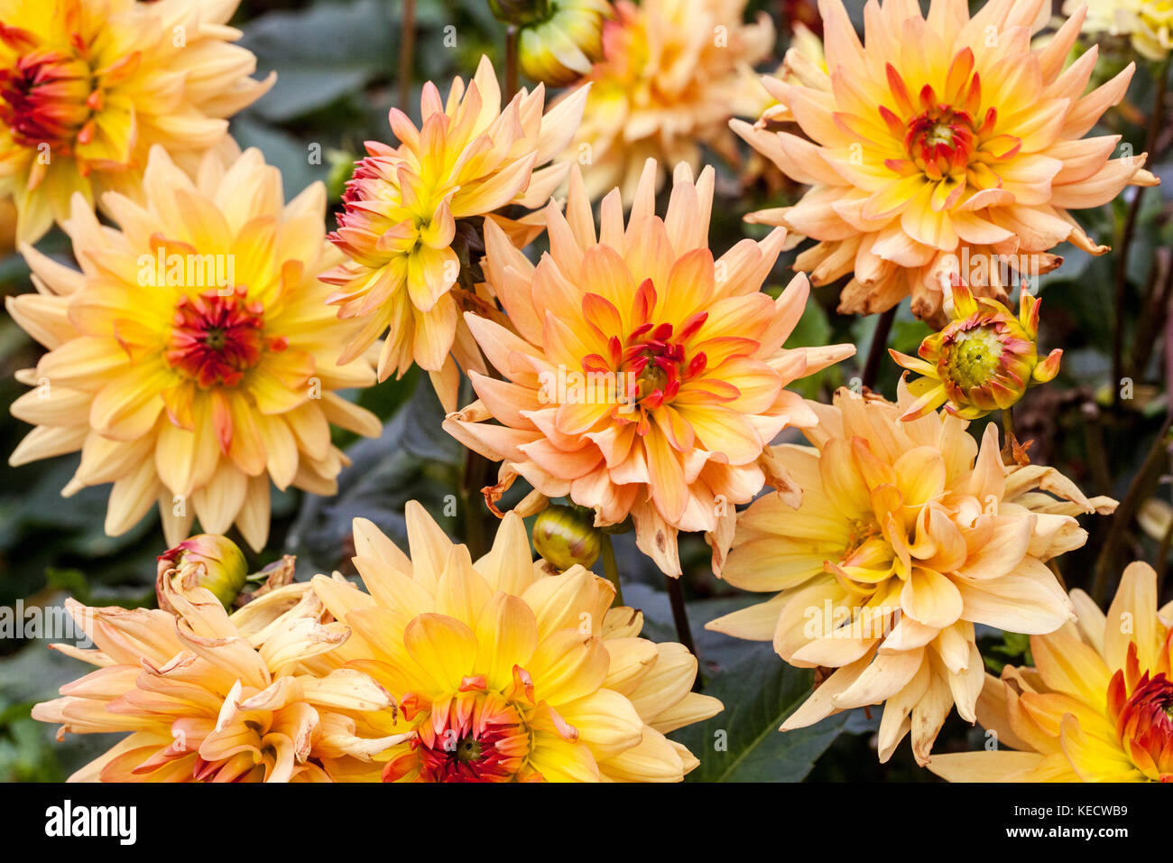 Orange-gelbe Dahlie 'Monica' Blumen in voller Blüte Stockfoto