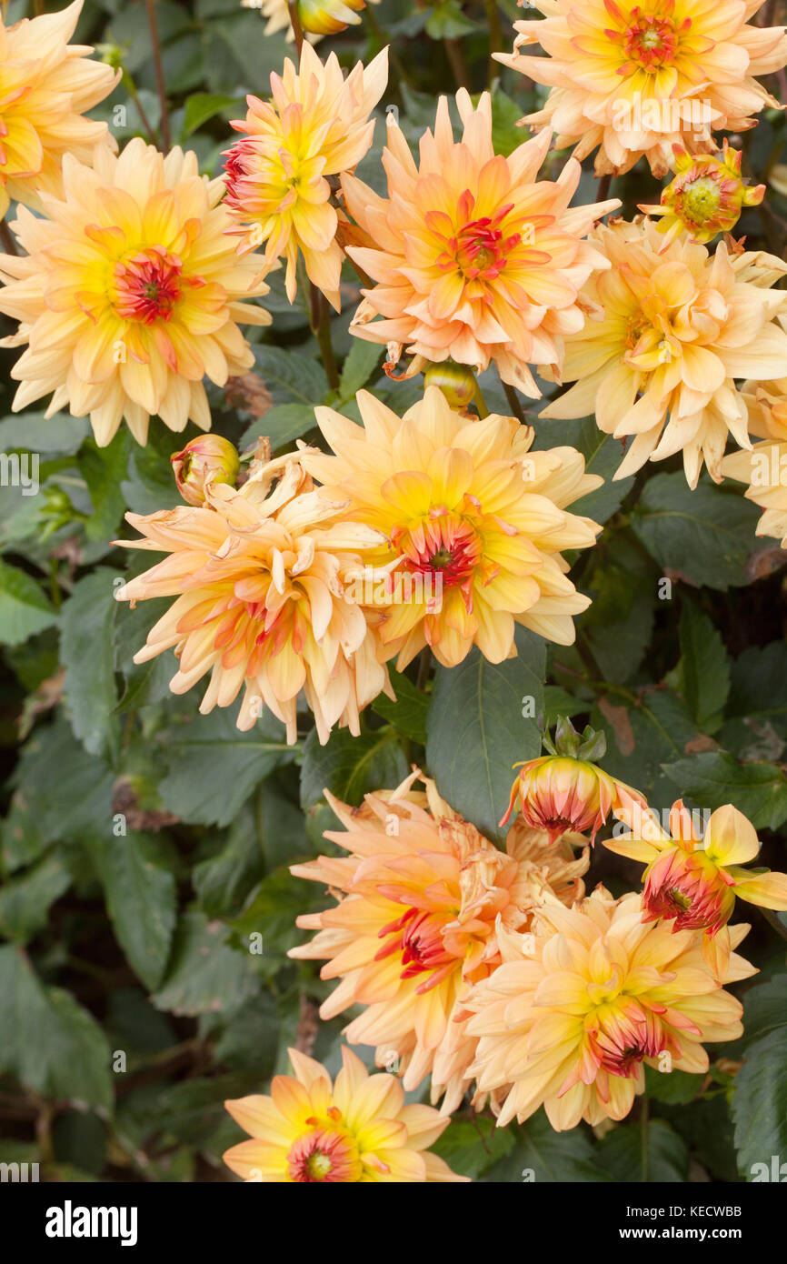 Orange-gelbe Dahlie 'Monica' Blumen in voller Blüte, dahlie Grenze bed Stockfoto