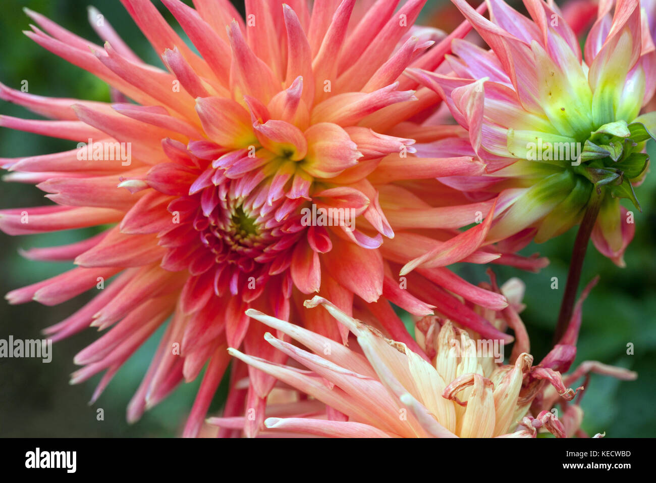 Orange Dahlie 'Gizela" Blumen in voller Blüte Stockfoto