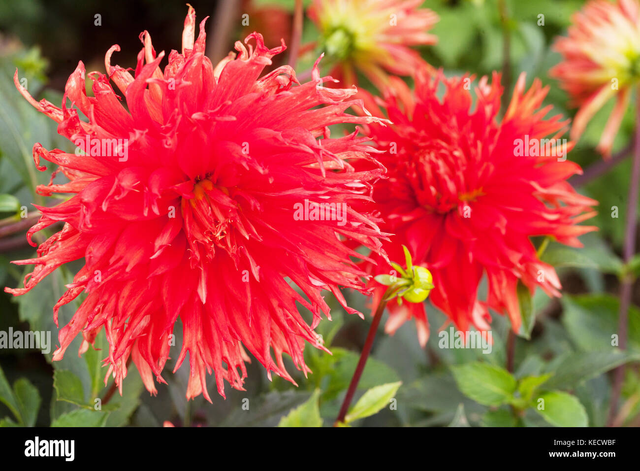 Rote dahlie "Salome" Blumen in voller Blüte Stockfoto
