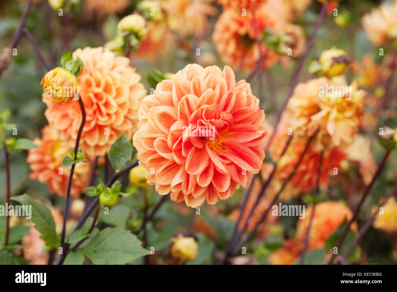 Orangefarbene Dahlien ' Variace' blüht in blühenden Dahlien für Stecklinge Stockfoto