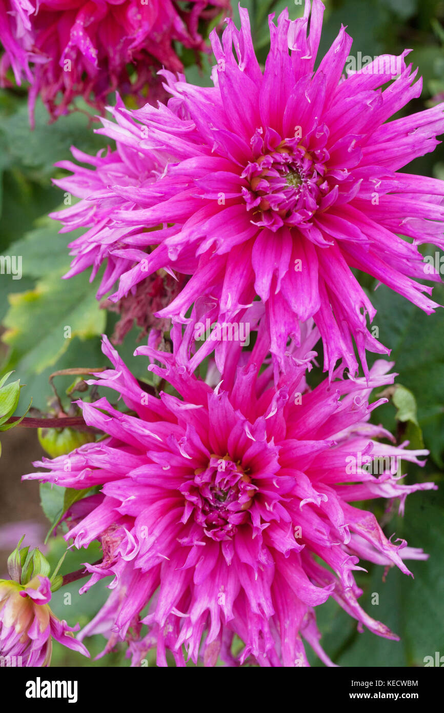 Rosa Lila Dahlie 'Tornado Lou' Blumen in voller Blüte Stockfoto