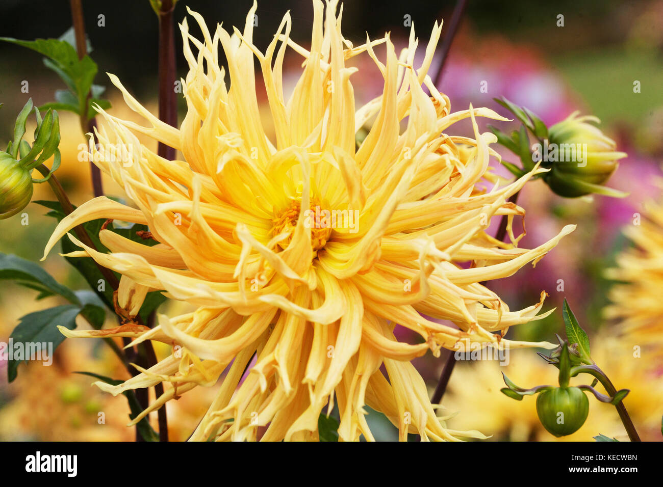 Orange-gelbe Dahlie "Harmonia" Blumen in voller Blüte Stockfoto