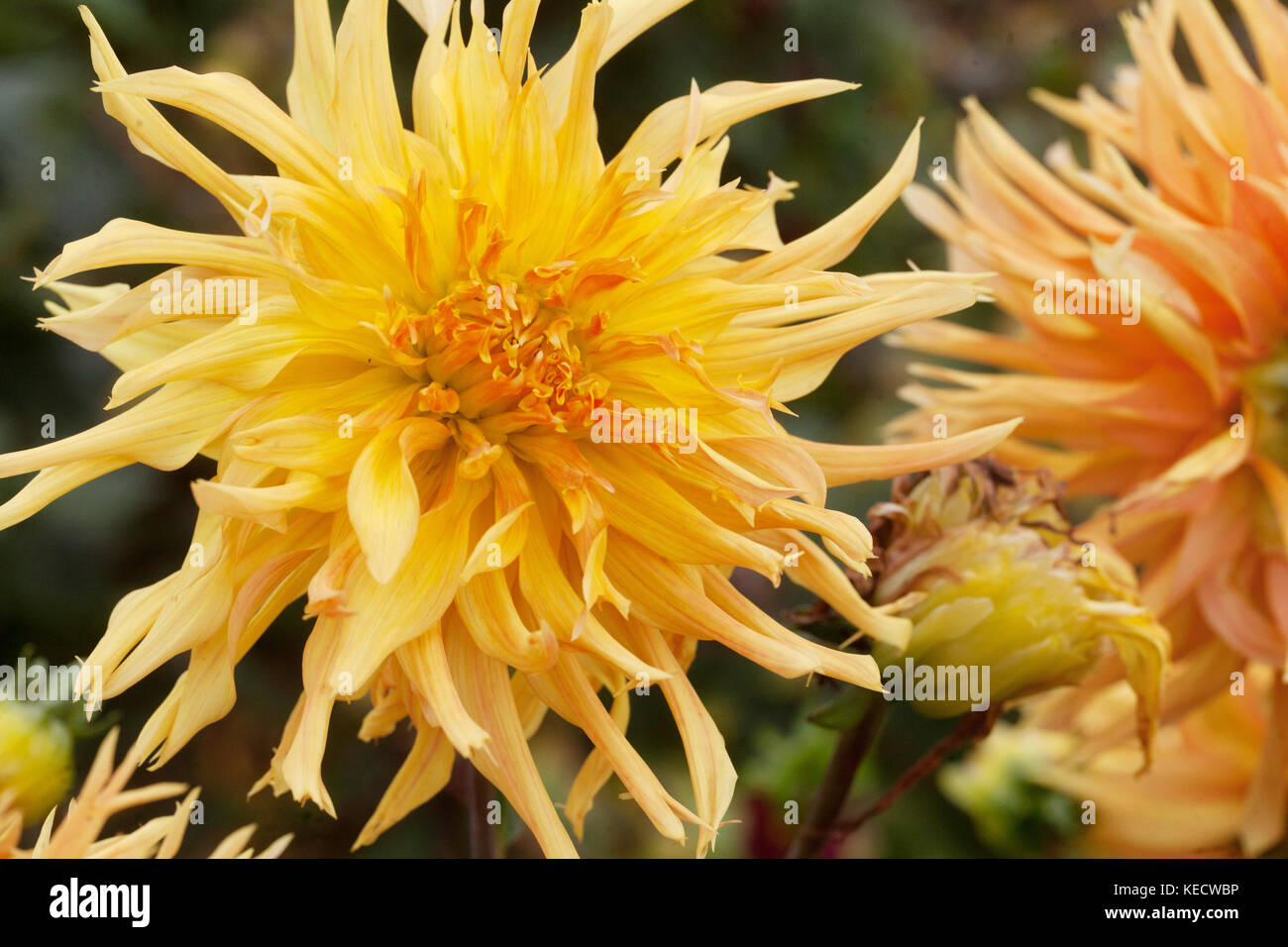 Orange-gelbe Dahlie 'Columbo' Blumen in voller Blüte Stockfoto