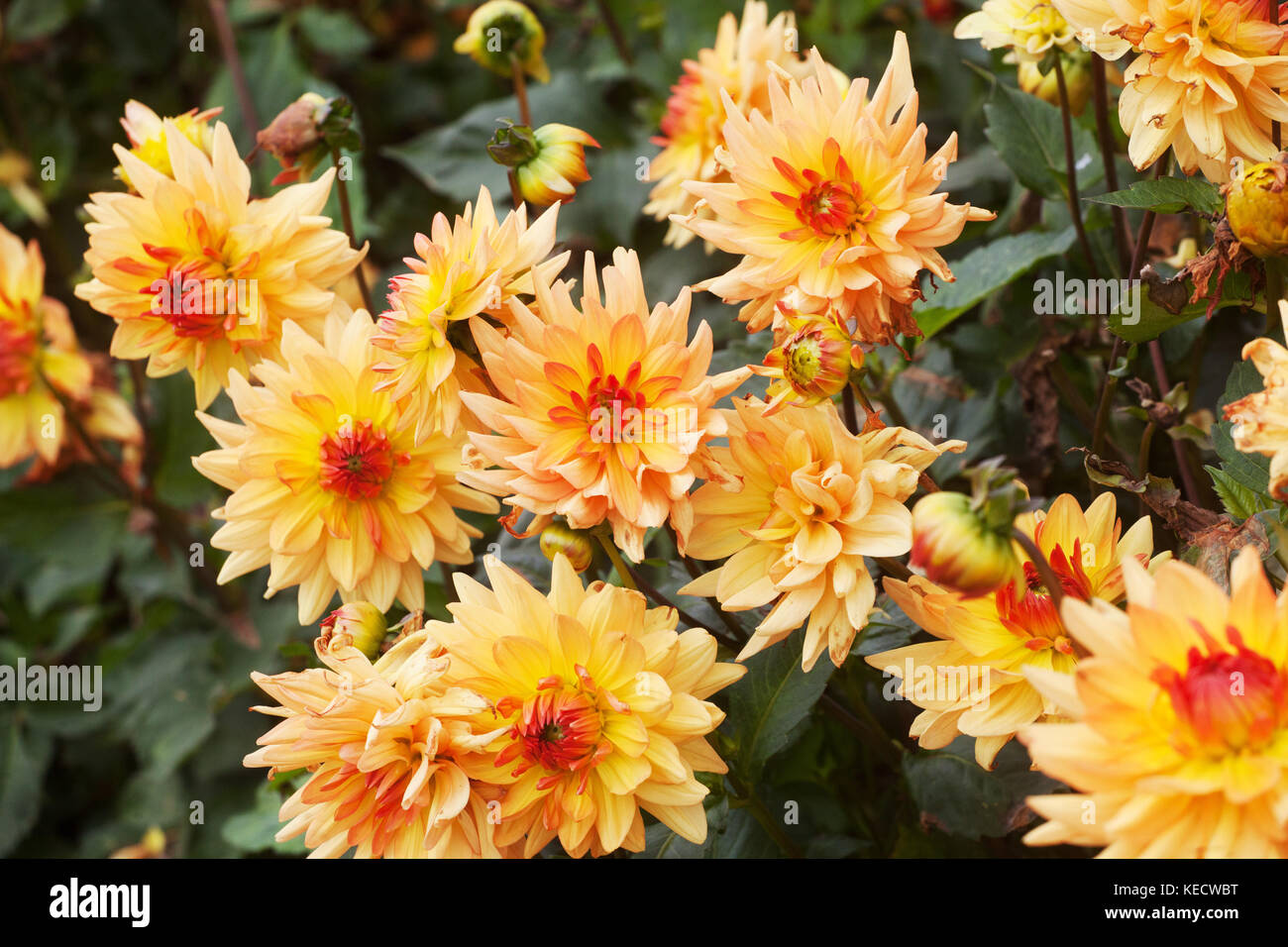 Orange-gelben Dahlie 'Monica' Grenze. Stockfoto