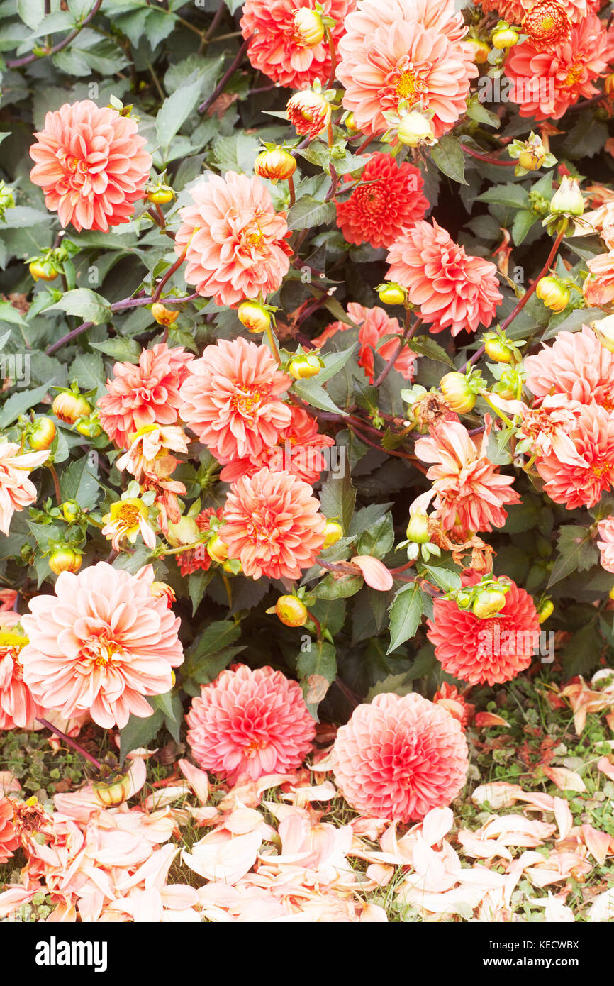 Orange Dahlia ' Fantazie' Blumen in blühenden Dahlien Stockfoto