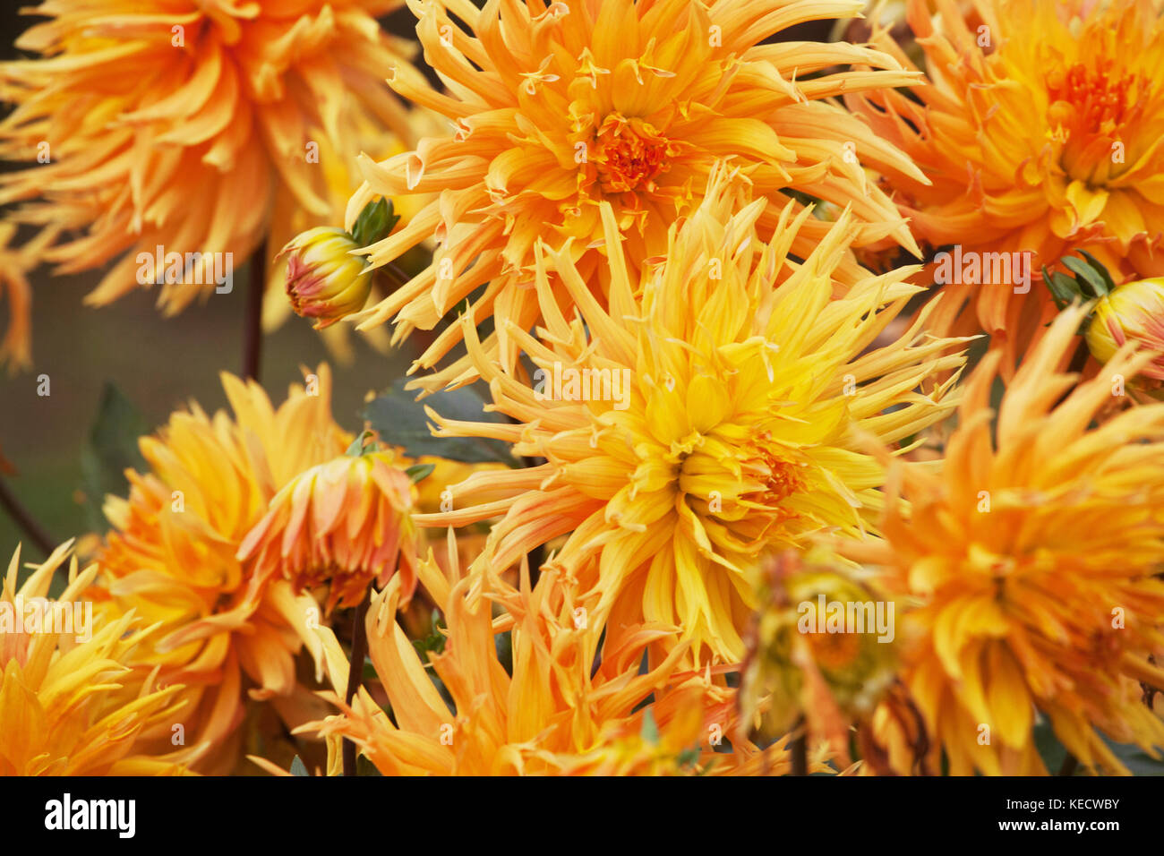Orange-gelbe Dahlie 'Columbo' Blumen in voller Blüte Stockfoto