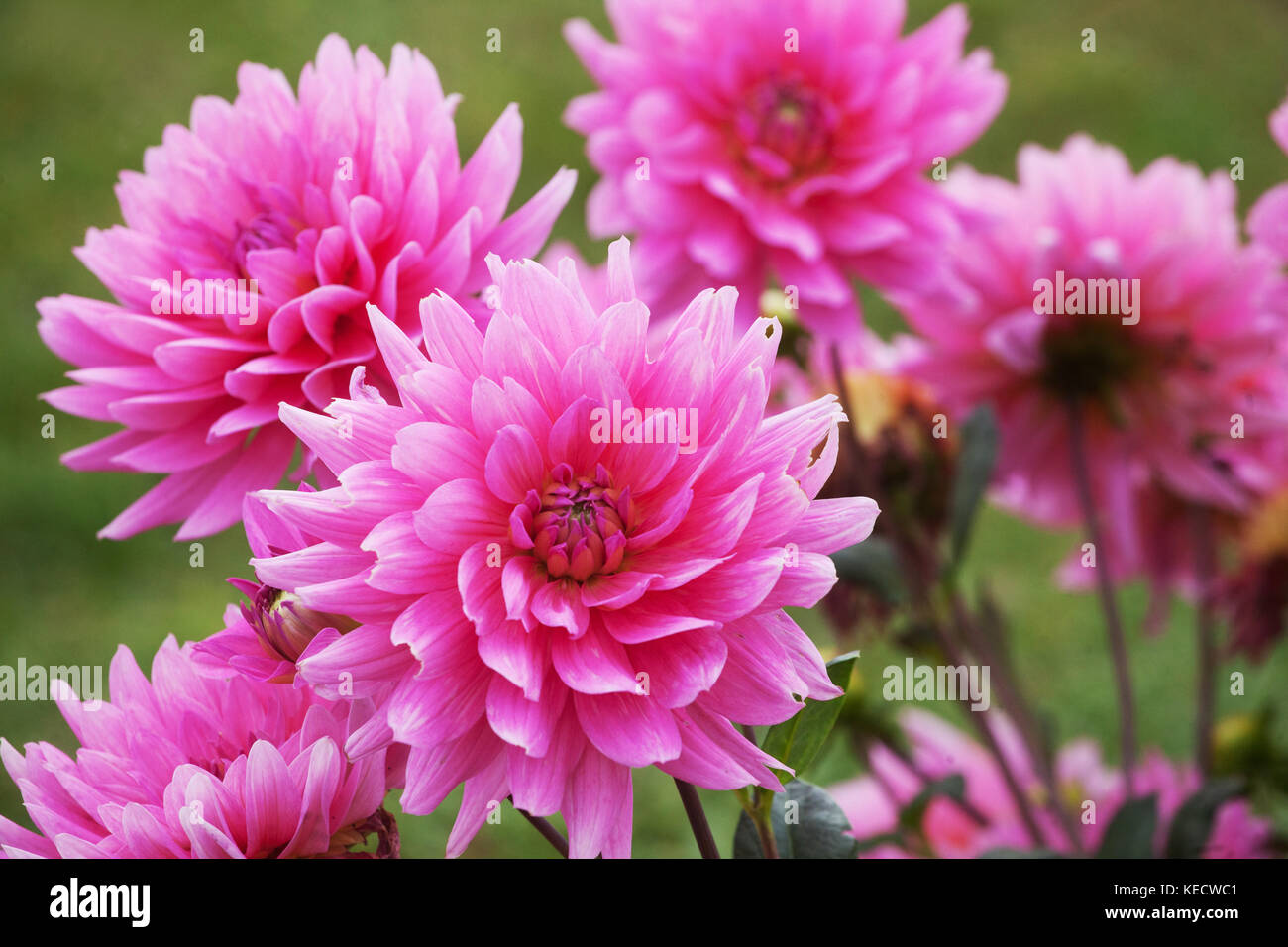 Rosa dahlie "Aquarius" Blumen in voller Blüte Stockfoto