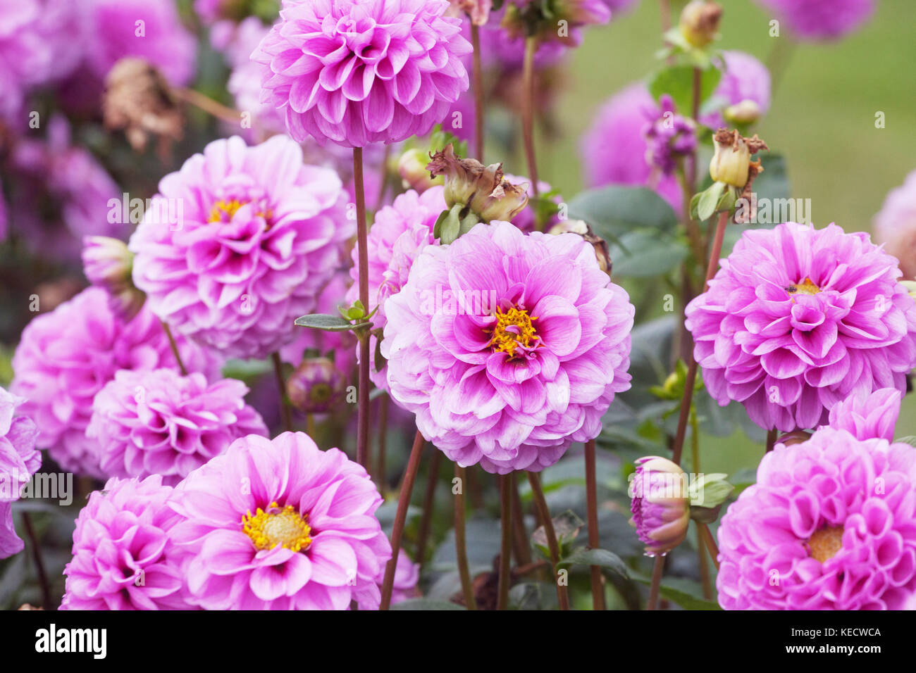 Rosa Lila Dahlie 'Bolero' Blumen in voller Blüte Stockfoto