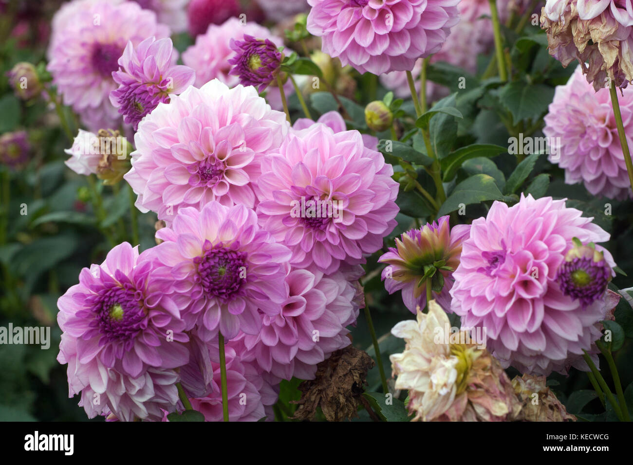 Rosa Lila Dahlie 'Alba' Blumen in voller Blüte Stockfoto