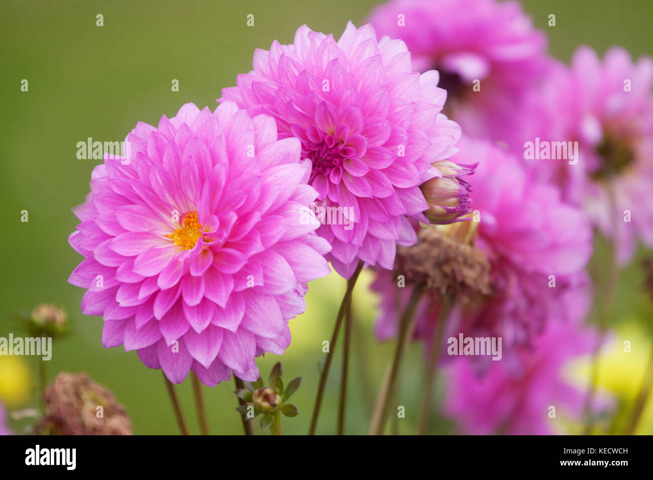 Rosa Lila dahlie "Rigel" Blumen in voller Blüte Stockfoto
