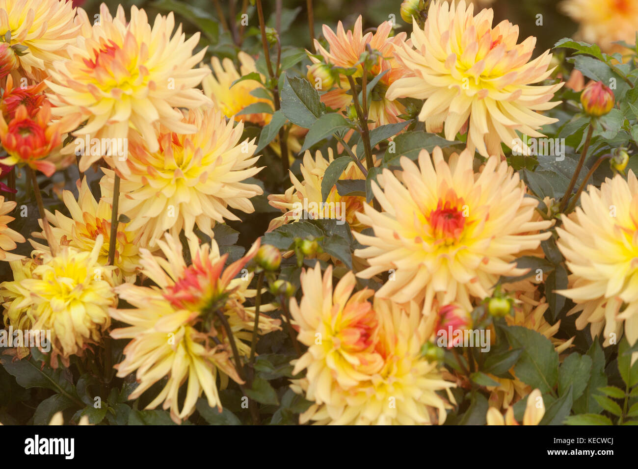 Orange-gelbe Dahlie 'Pollux' Dahlien Blumen, Dahlia Grenze herbst Garten Stockfoto