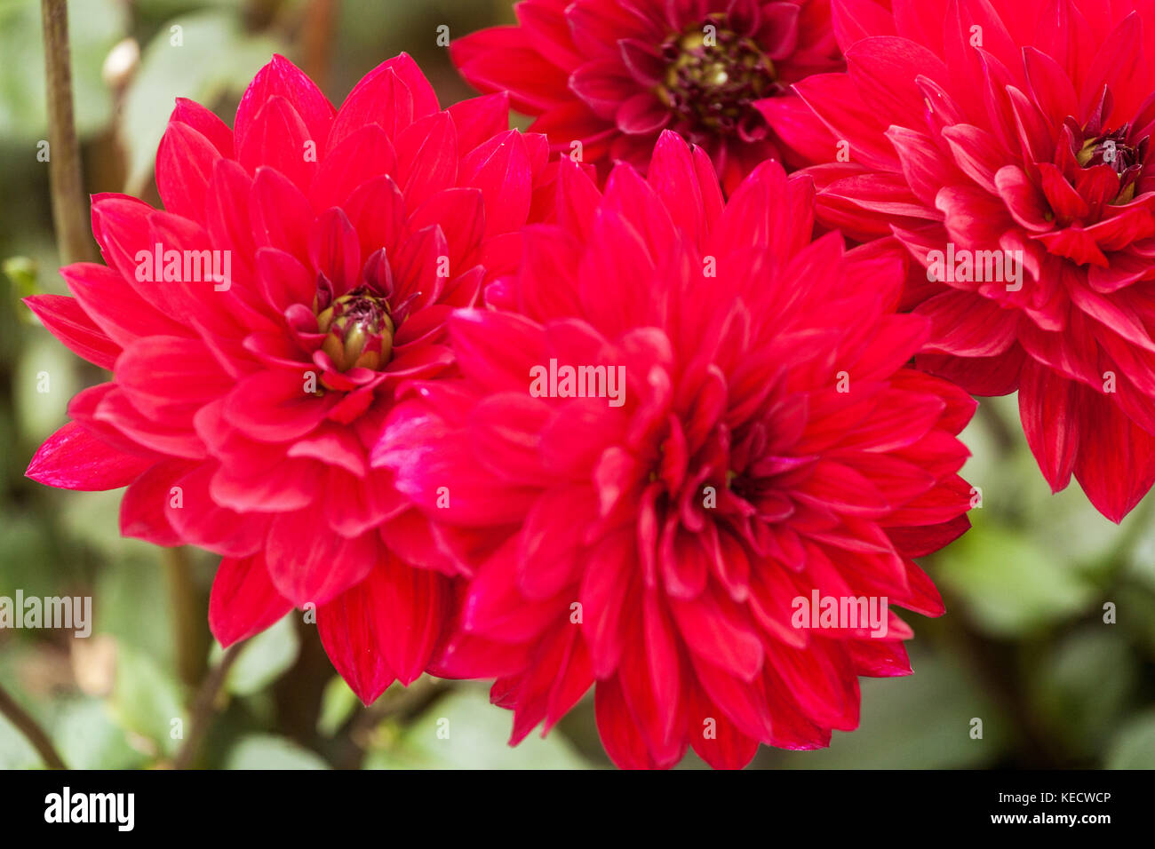 Rote Dahlie 'Albireo' Blumen in voller Blüte Stockfoto