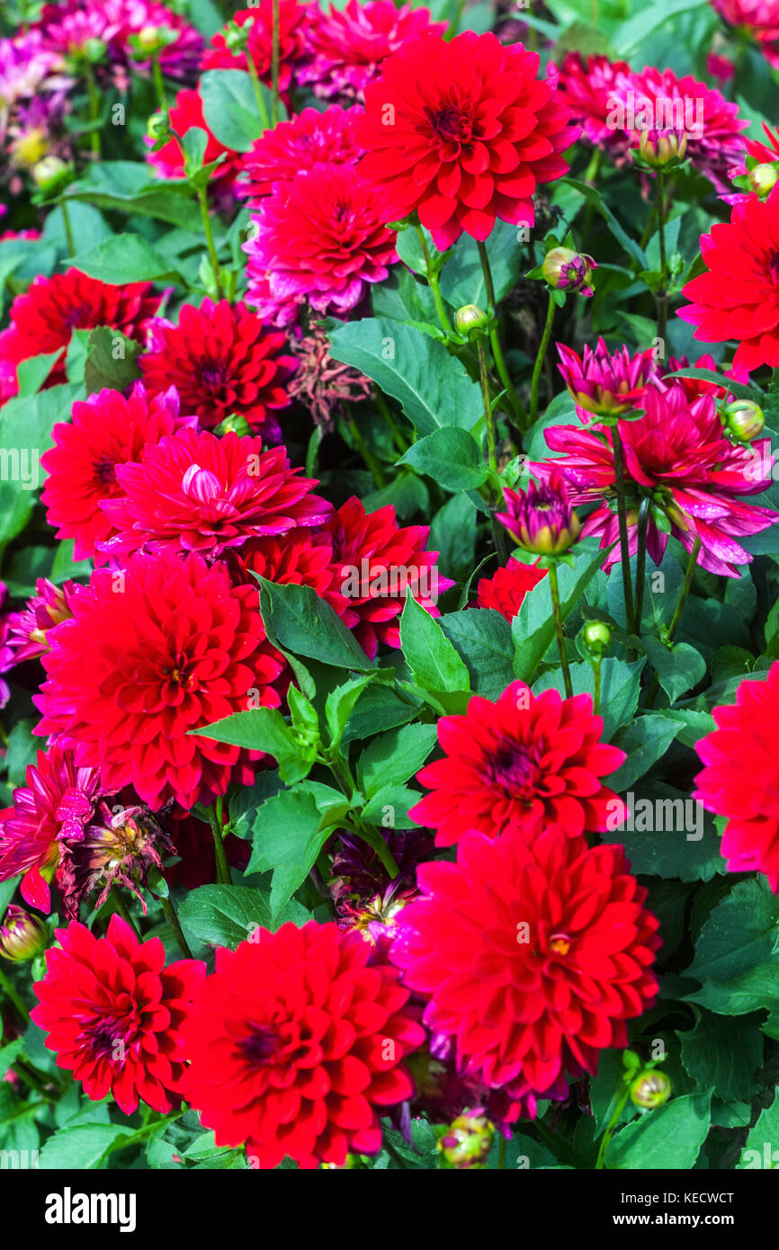 Rote Dahlie 'Perseus' Blumen in voller Blüte Stockfoto