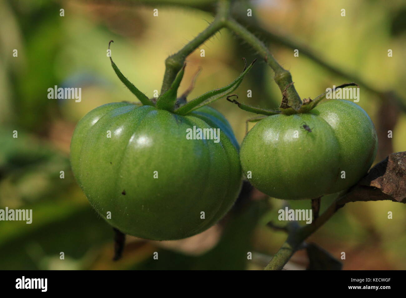 Tomaten aus dem Garten Stockfoto